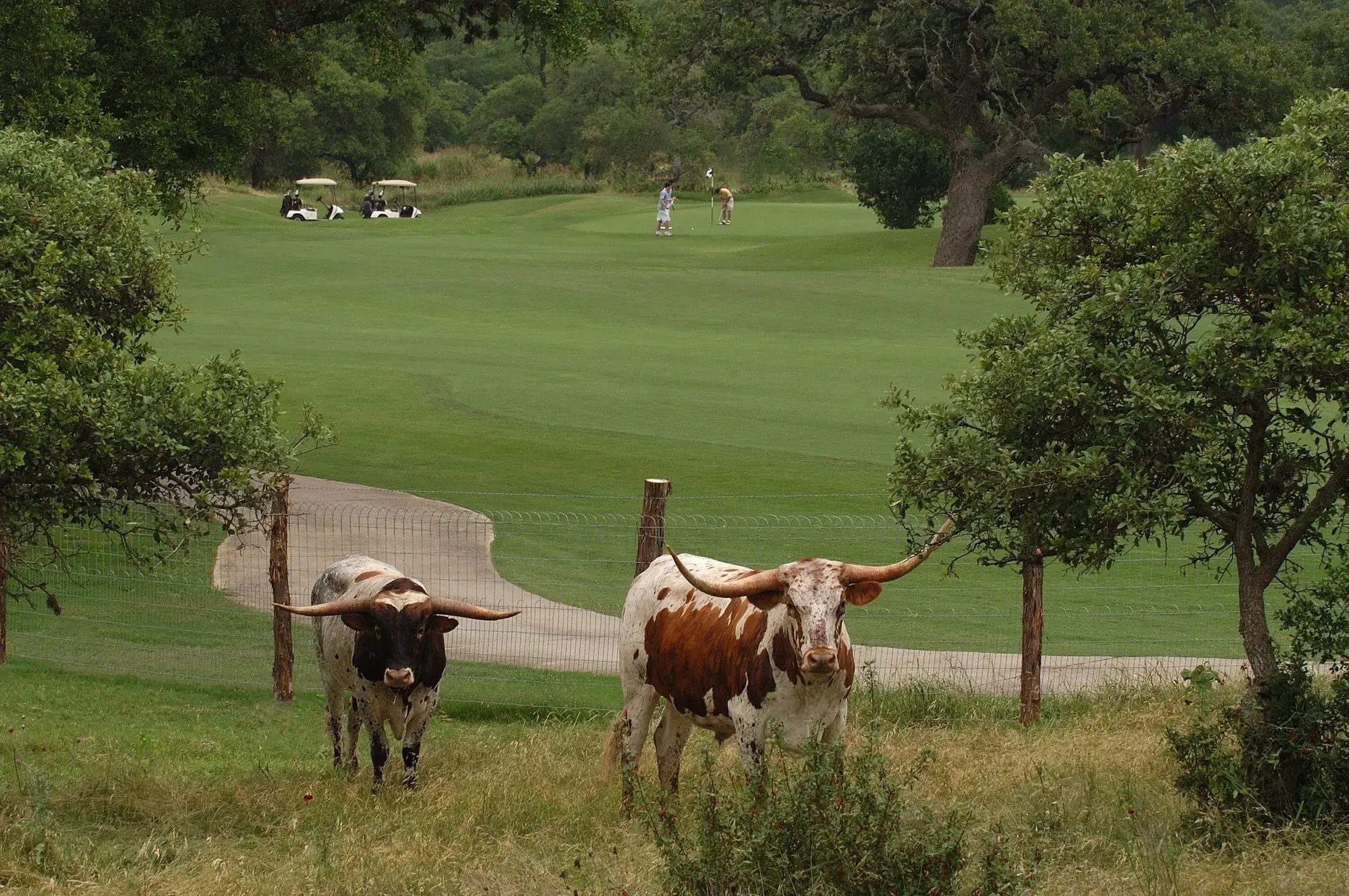 Canyon Springs Longhorns_with__1_Green_for_label
