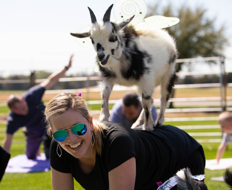 goat_yoga